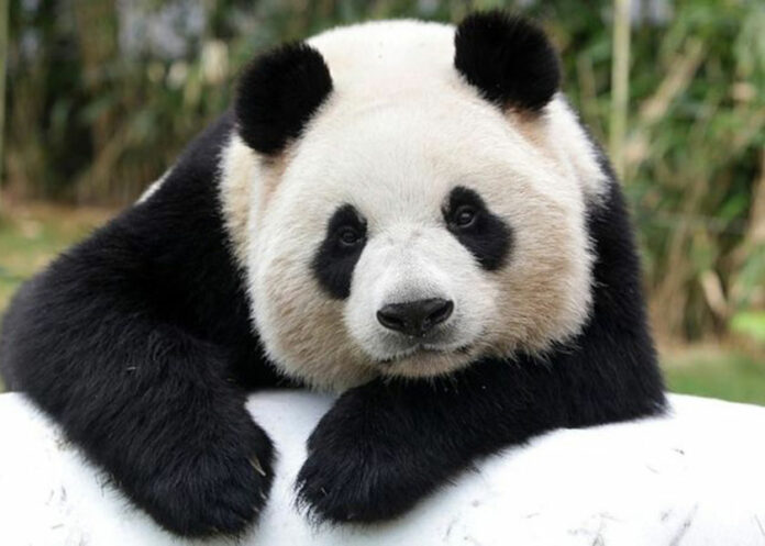 pandas