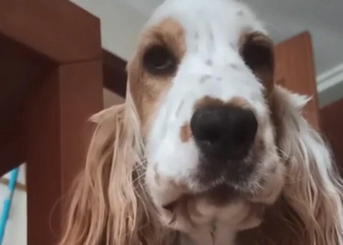 perrita-