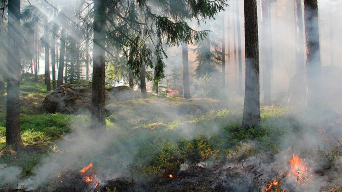 incendios incendios forestales