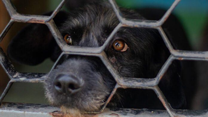 10-años-de-carcel Pena de dos a diez años de cárcel a quien abandone o libere a perros o gatos en zonas despobladas,