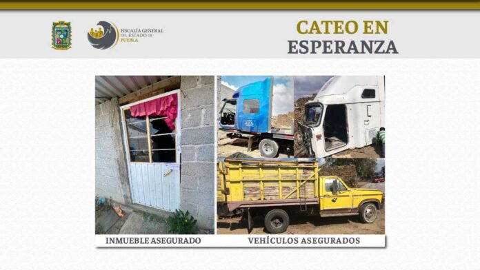 Cateo cateo