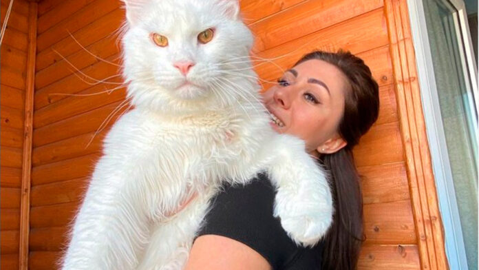 gato gato grande