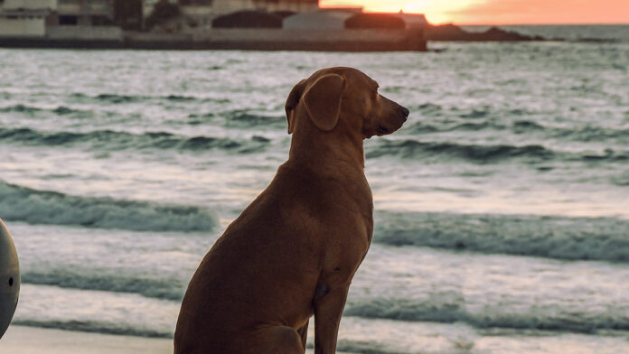 perrito Perrito