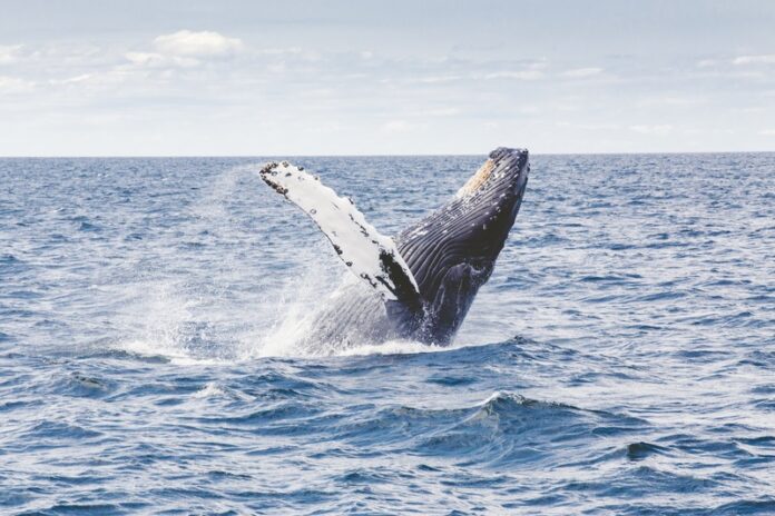 sea-ocean-animal-jump-wildlife-splash-615745-pxhere.com