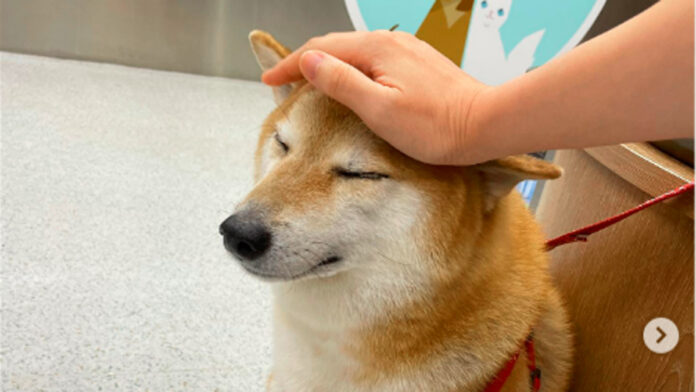 cheems El Perrito Cheems está enfermo desde el 10 de mayo y empezó vomitando todo lo que comía y tenía diarre