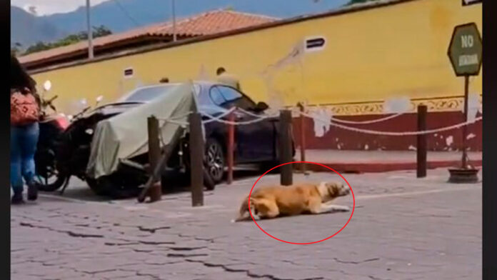 perrito perrito