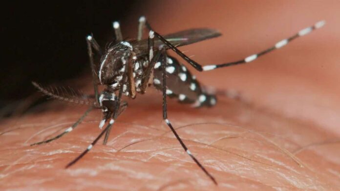 dengue