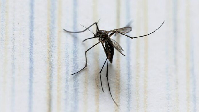 Dengue