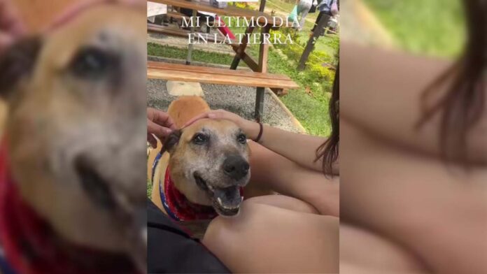 Perrito