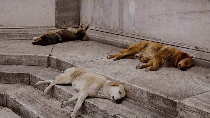 Perros